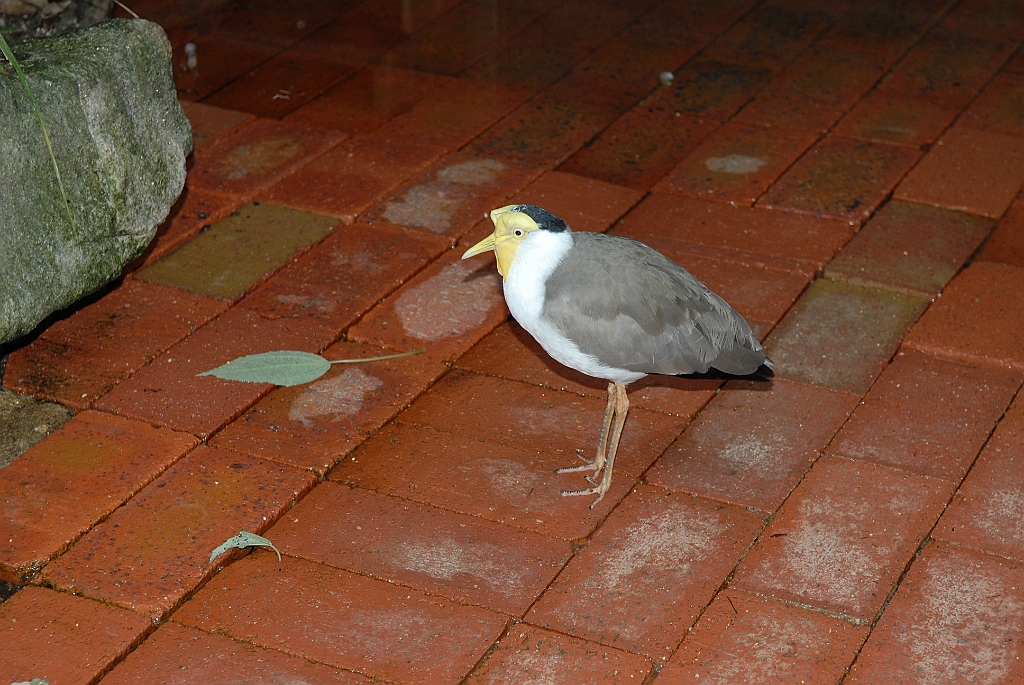 0828 Wildlife Habitat Port Douglas.jpg